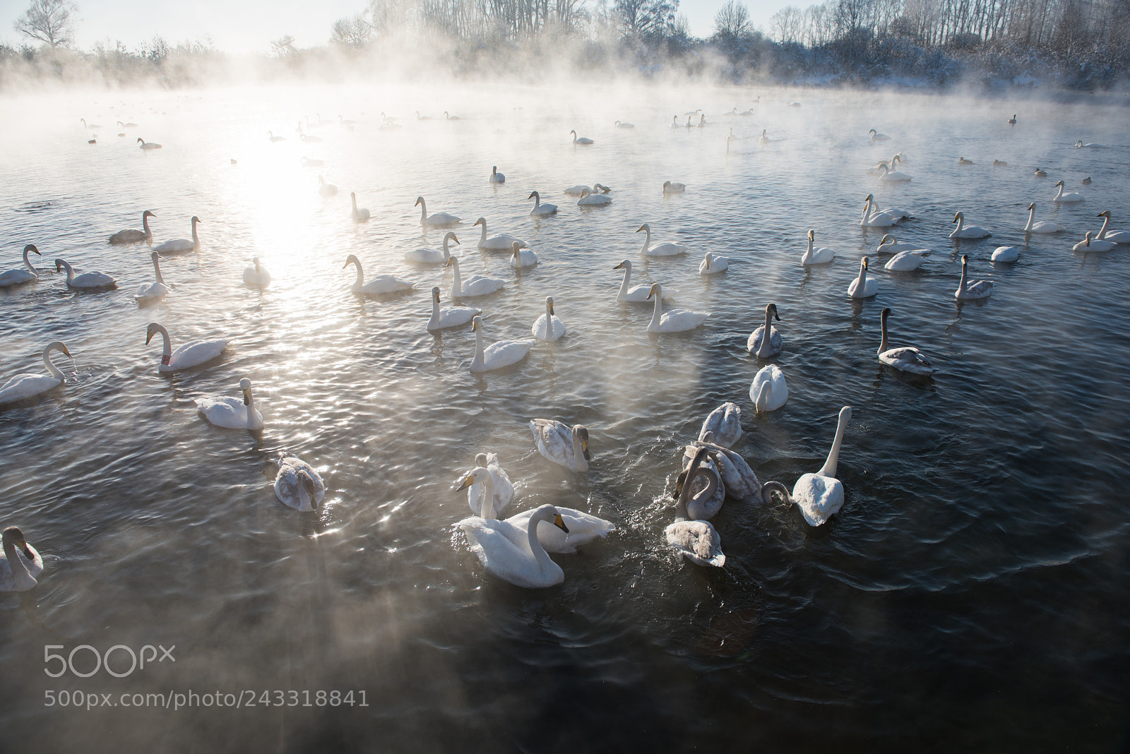 Nikon D810 sample photo. Beautiful white whooping swans photography