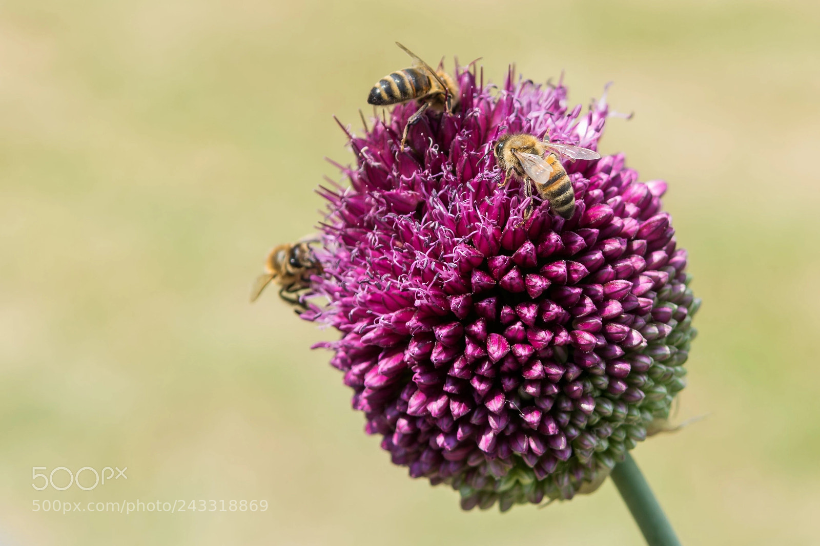 Nikon D7200 sample photo. Onion flower with visitors photography