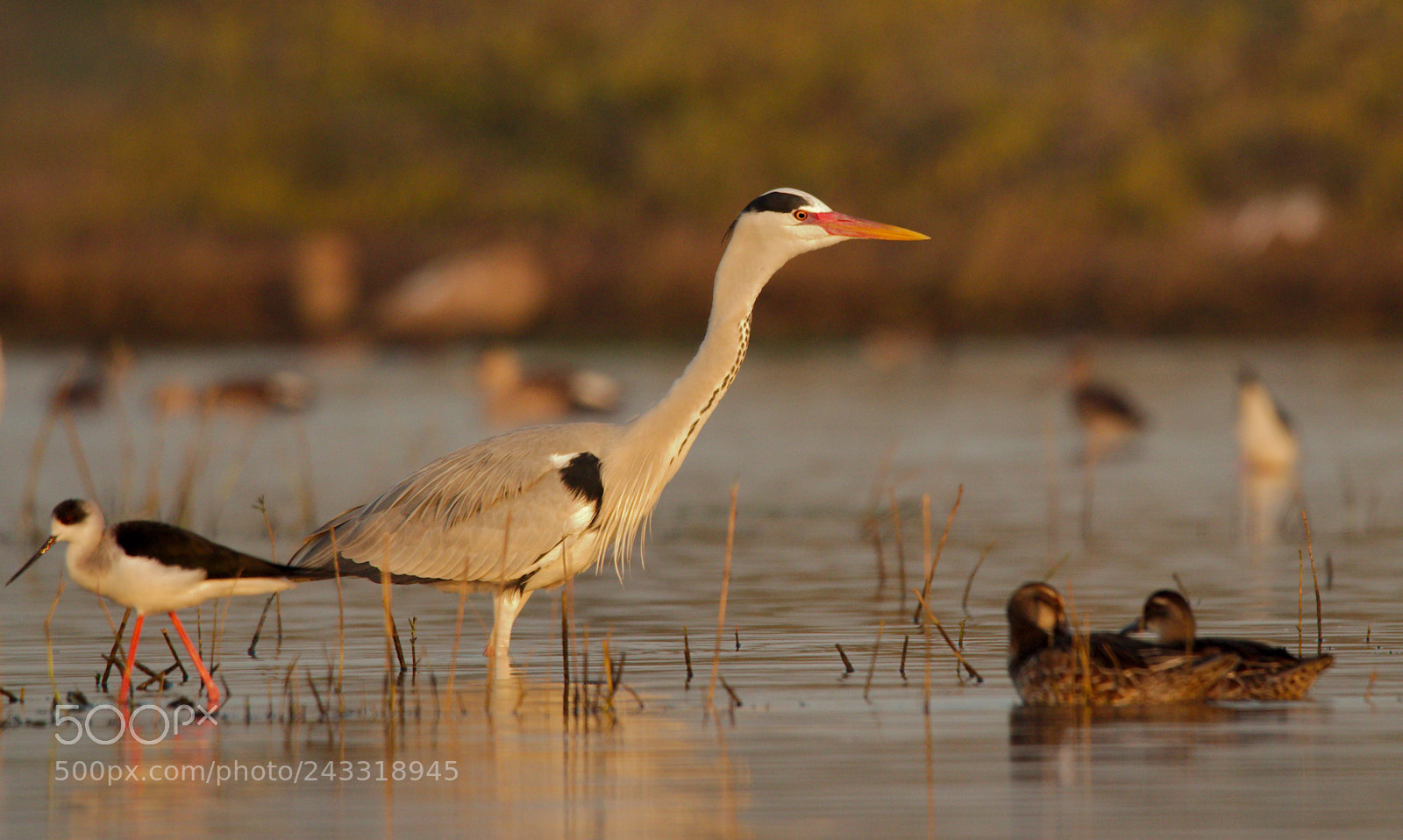 Nikon D5500 sample photo. Grey heron in pond photography