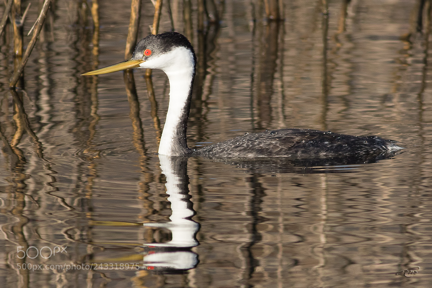 Canon EOS 7D Mark II sample photo. Western grebe photography