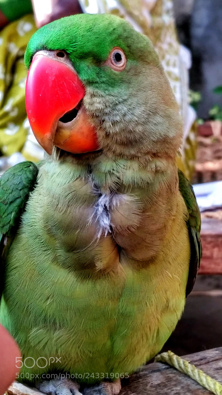 Xiaomi Redmi 3S sample photo. Parrot photography