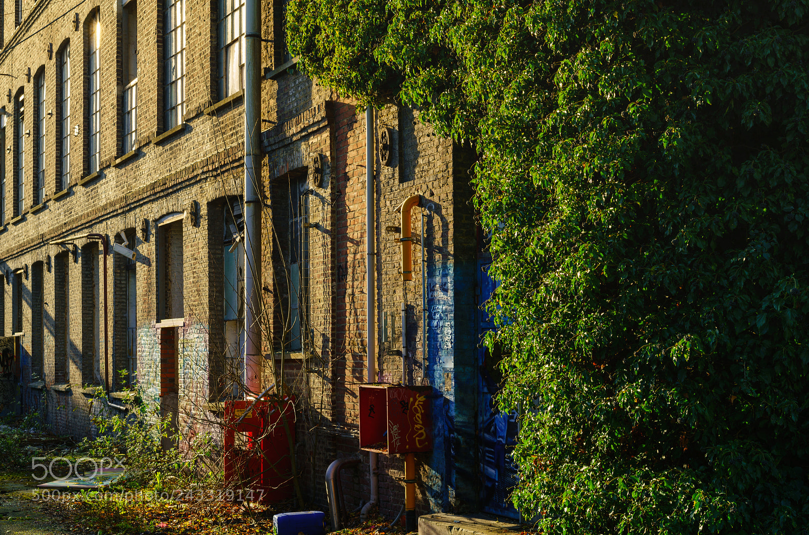 Sony a7R II sample photo. Câlin photography