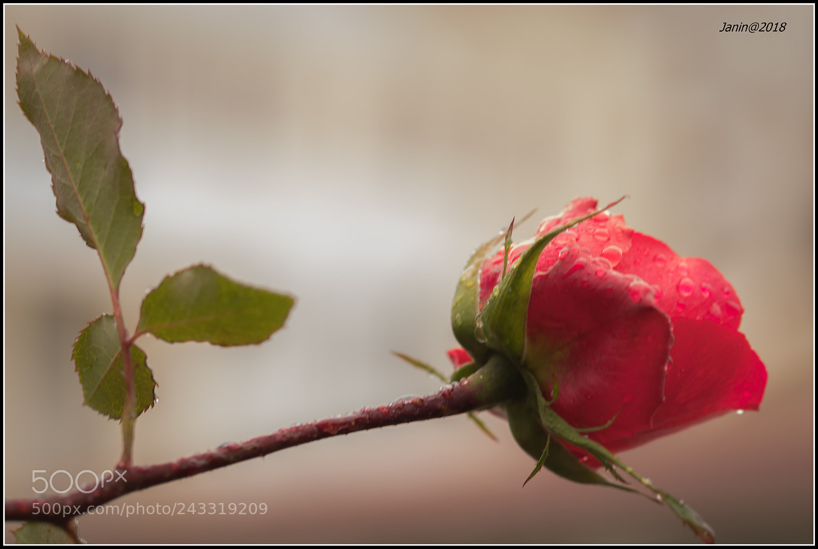Canon EOS 77D (EOS 9000D / EOS 770D) sample photo. Red rose just for photography