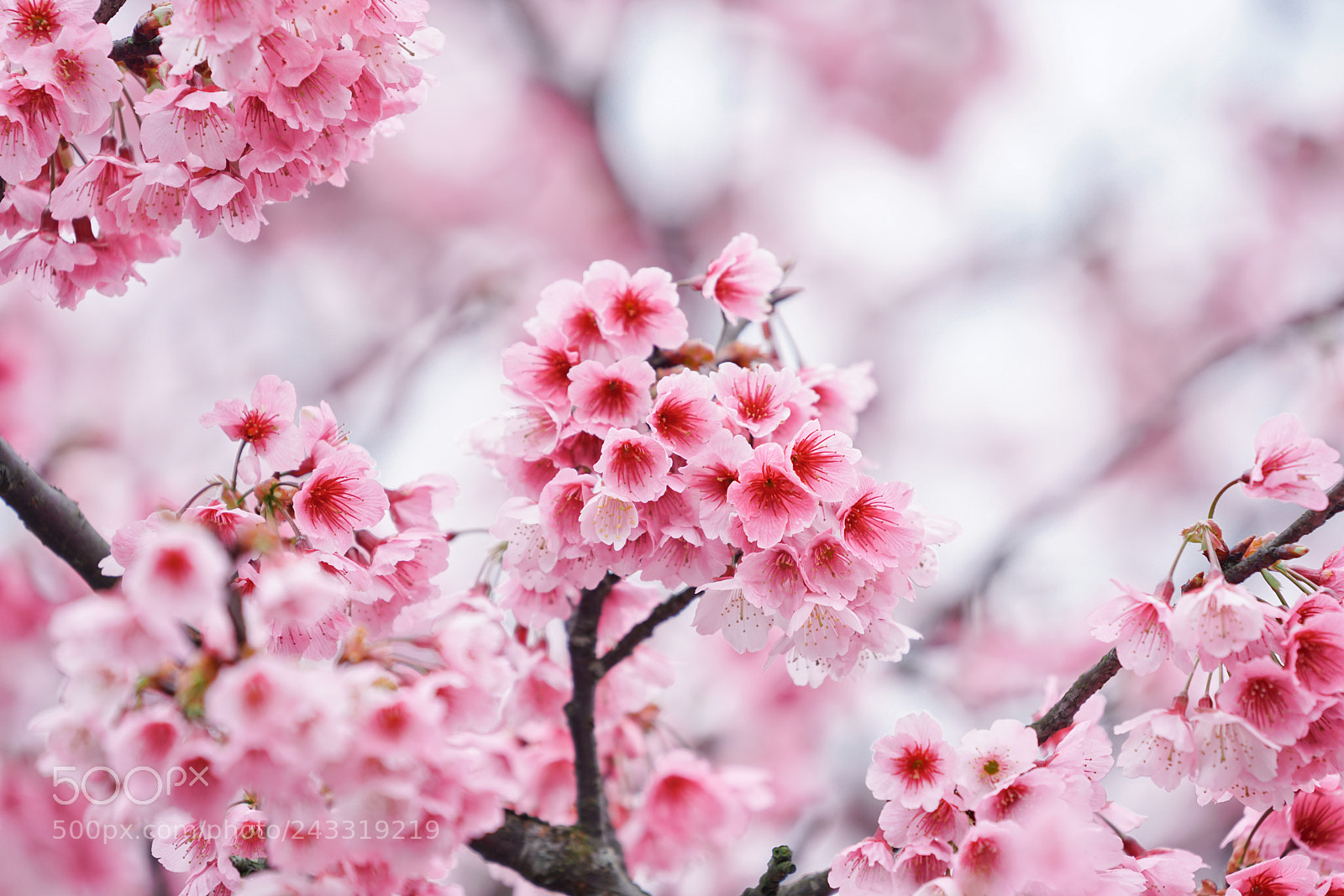 Sony a7R II sample photo. Cherry blossom photography