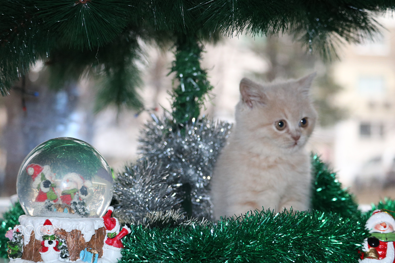 Canon EF-S 55-250mm F4-5.6 IS STM sample photo. Can in xmas mood photography
