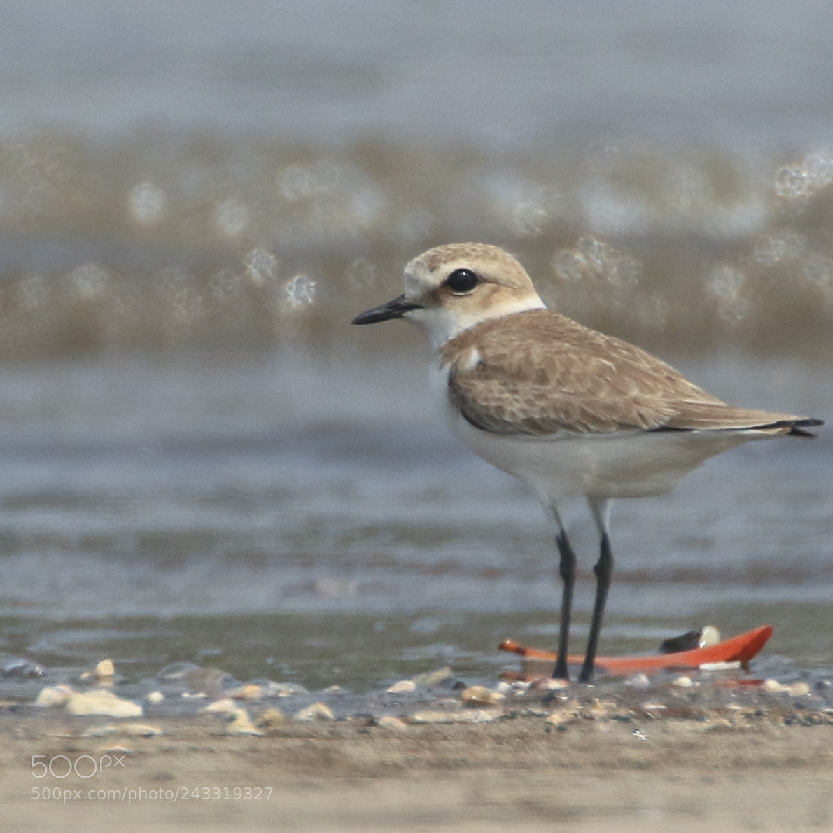 Canon EOS 7D Mark II sample photo. Sand plover photography
