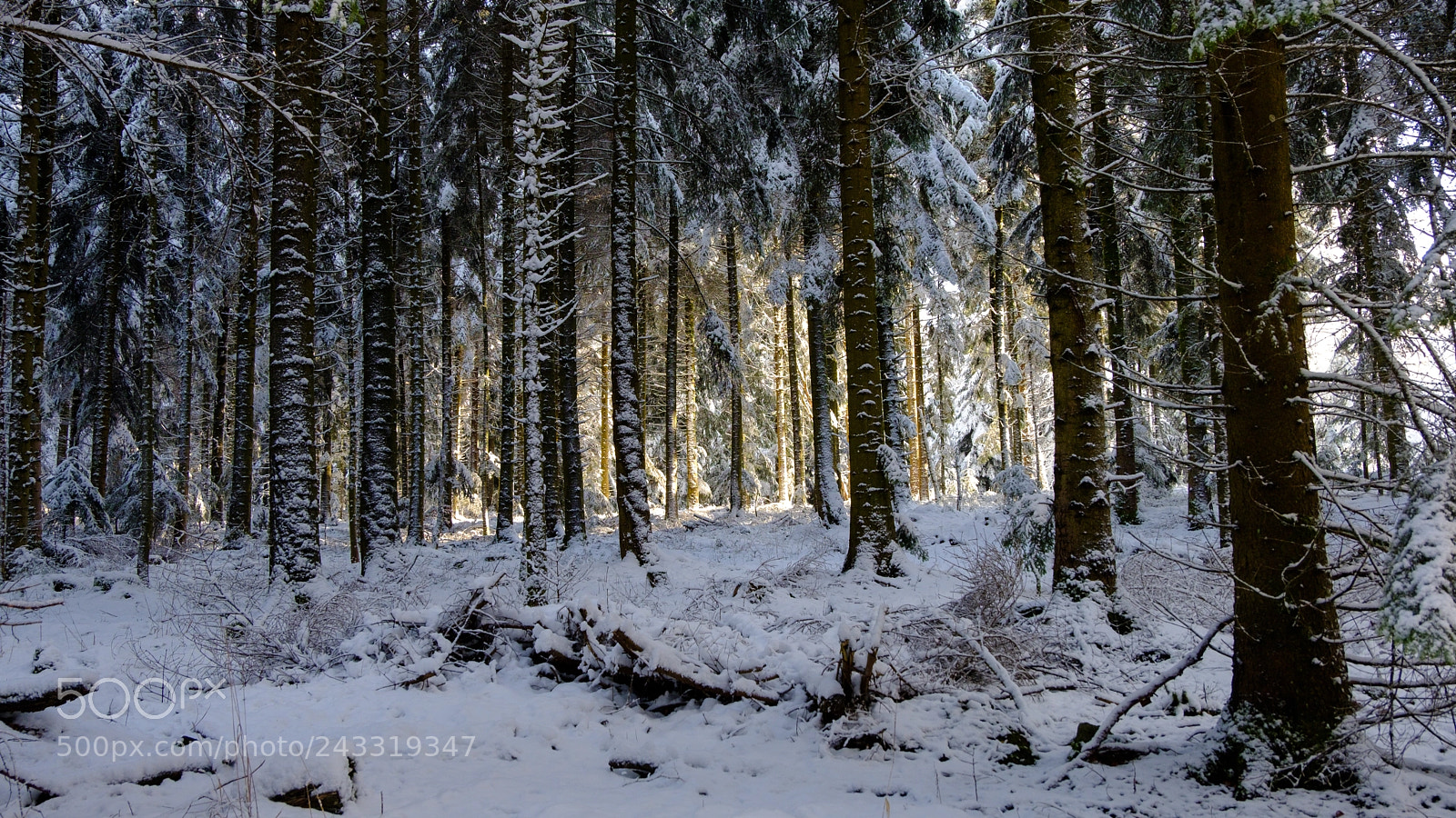 Fujifilm X-T20 sample photo. Winterlight photography