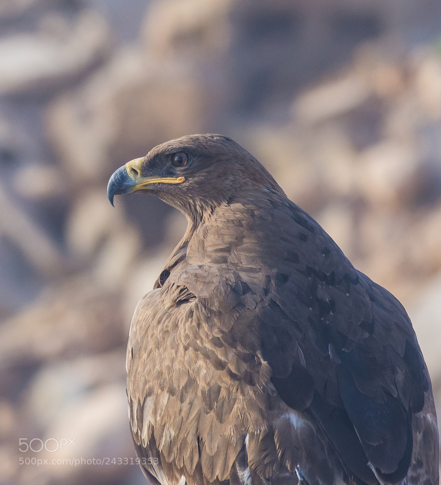 Nikon D7200 sample photo. The eye.. photography