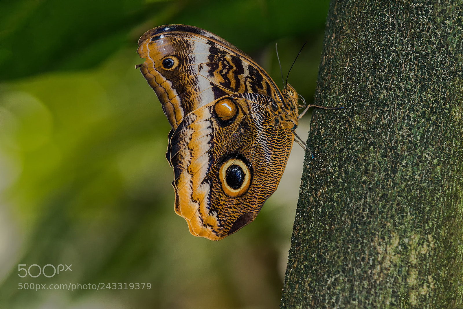 Sony SLT-A99V sample photo. Owl butterfly photography