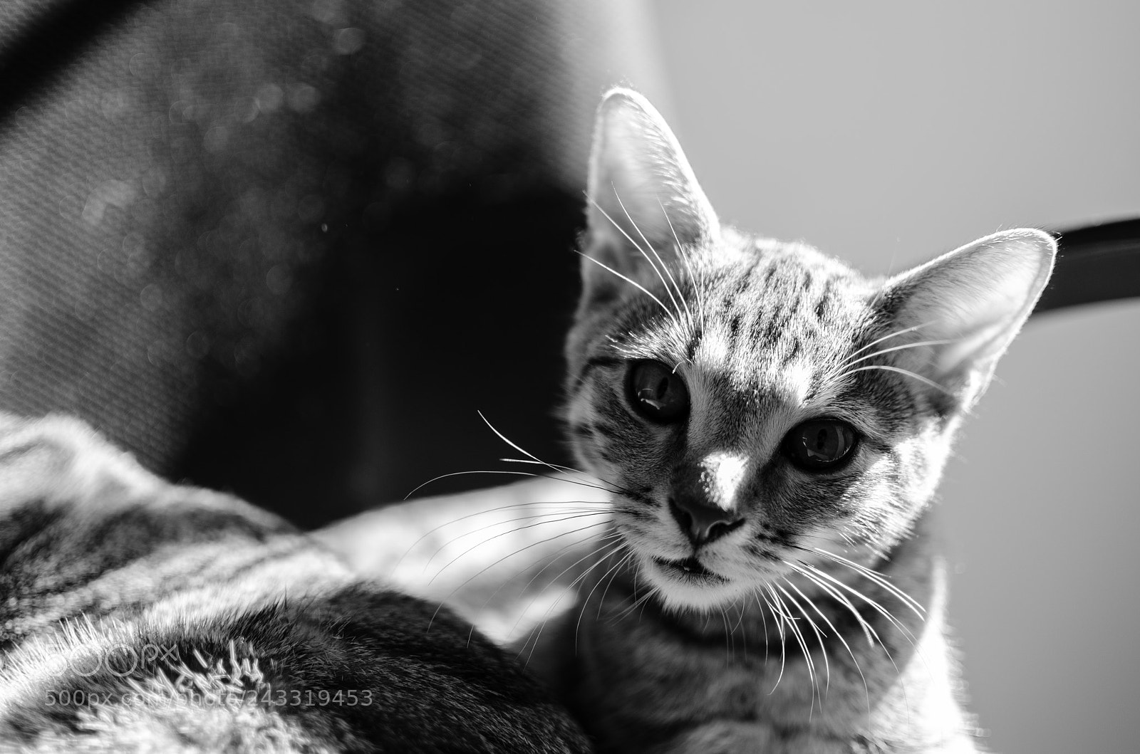 Nikon D5100 sample photo. Cat photography