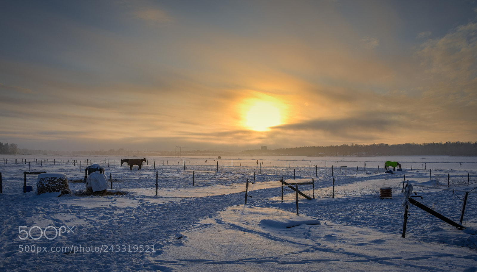 Nikon D500 sample photo. Horses in the fog photography