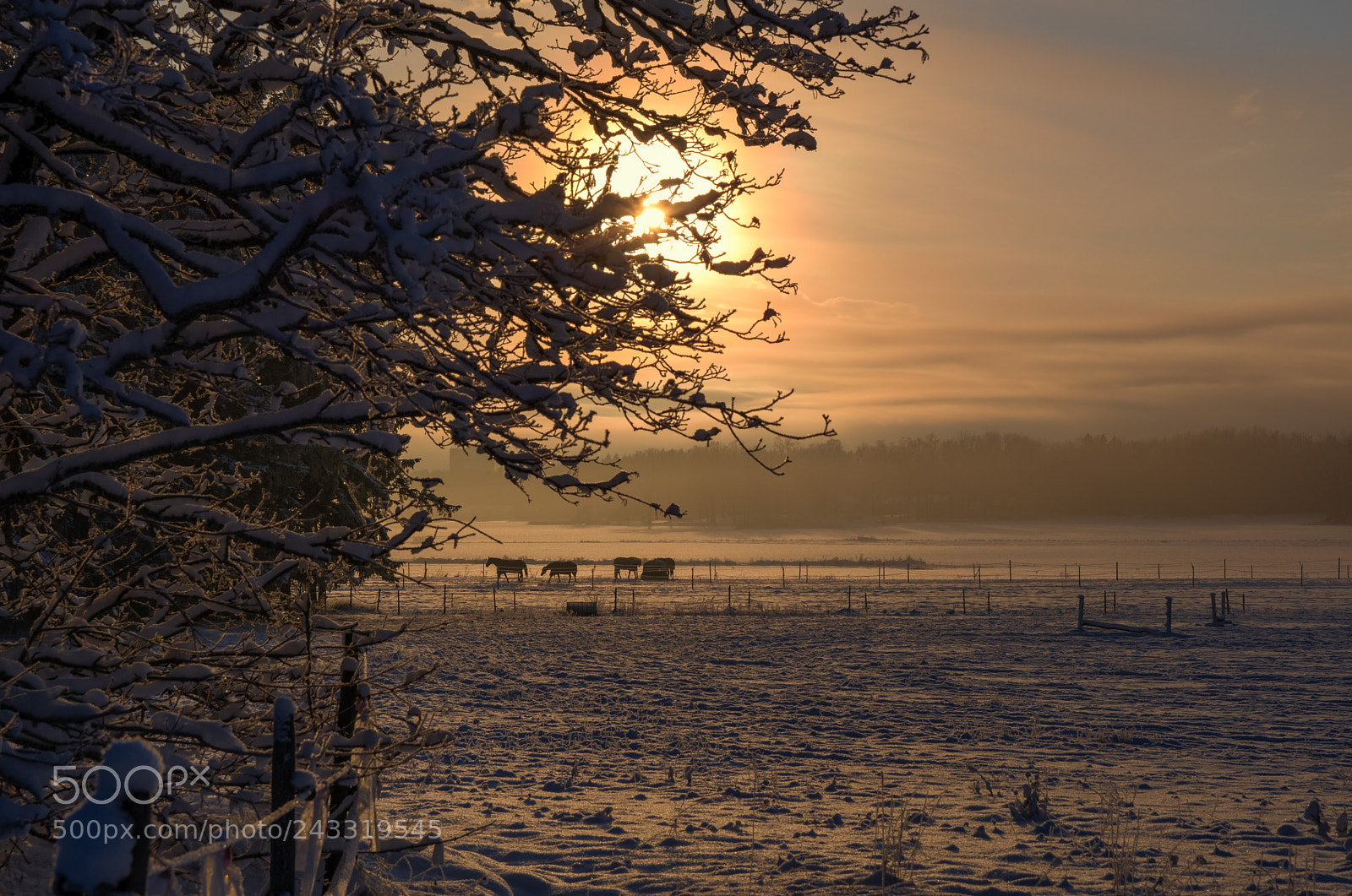 Nikon D500 sample photo. Horses in the fog photography