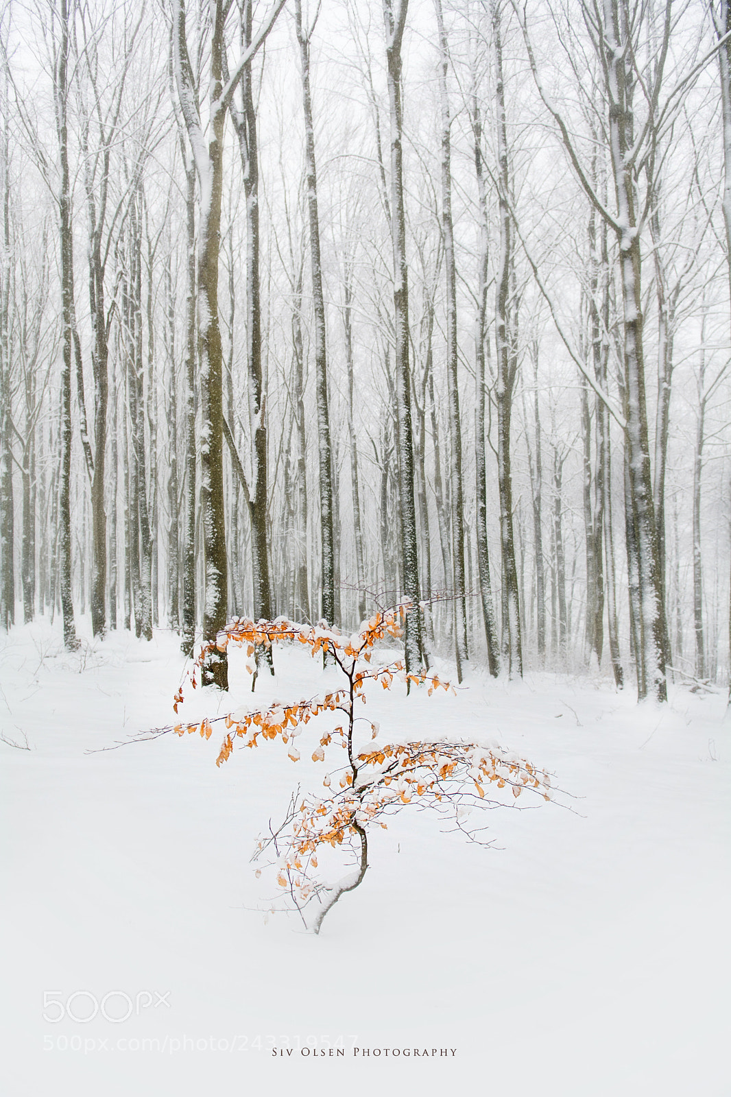 Nikon D7100 sample photo. ~ winter ~ photography