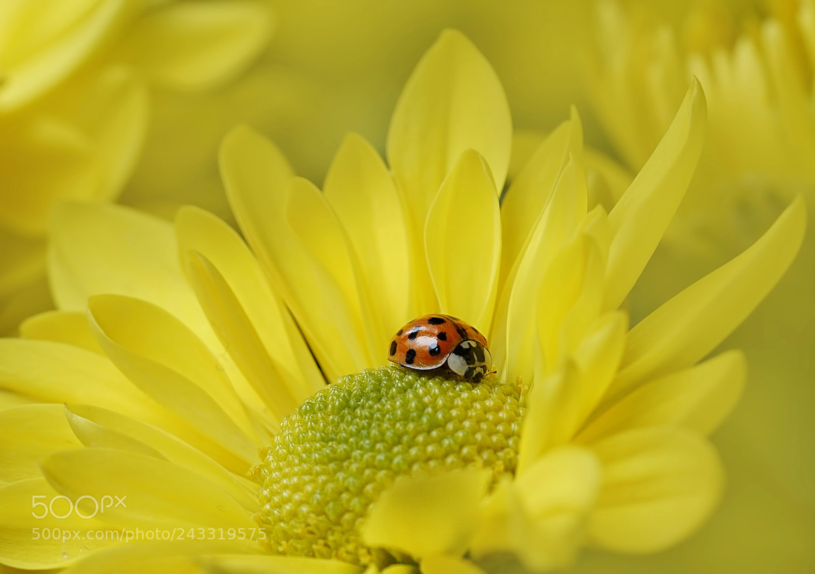 Sony a6300 sample photo. Splash of yellow with photography