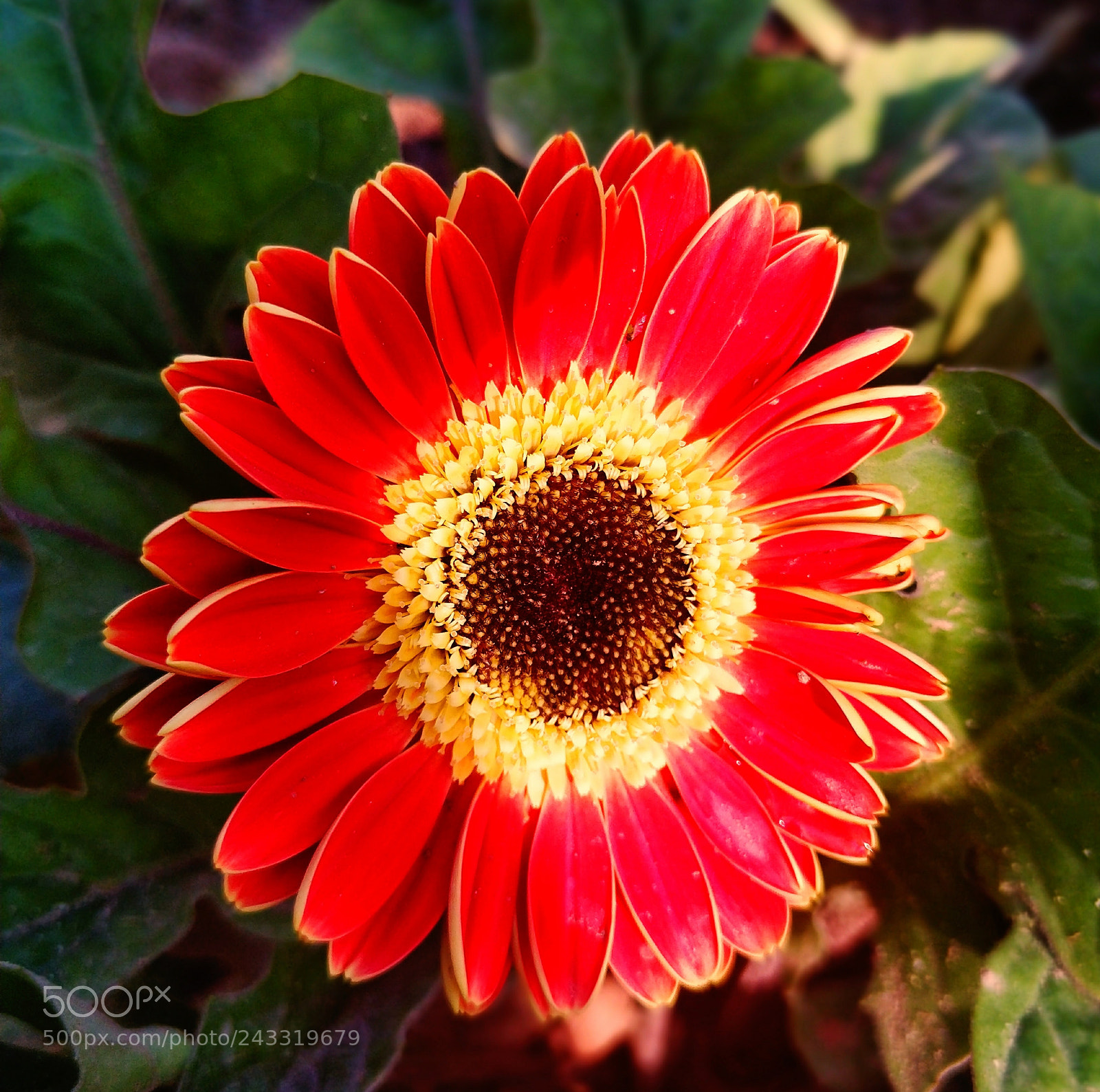 OnePlus 5T sample photo. Untitled photography