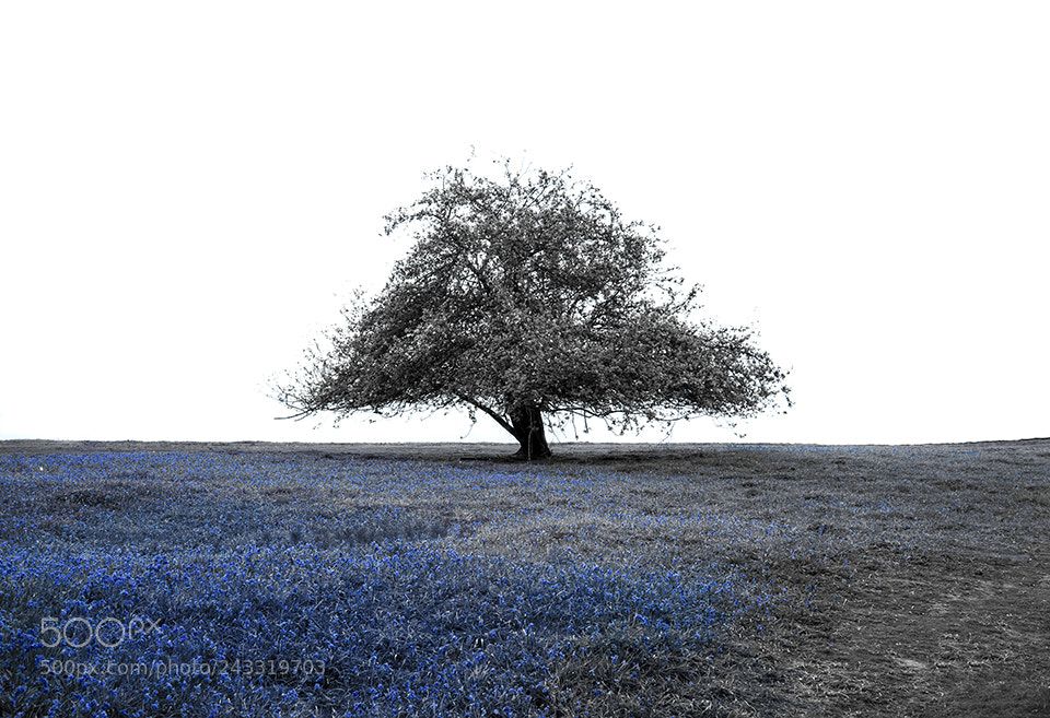 Nikon D600 sample photo. Blues photography