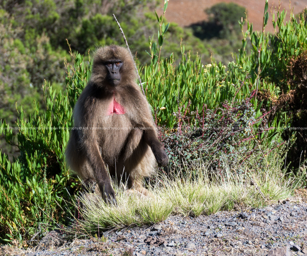 Nikon D7100 sample photo. Gelada baboon photography