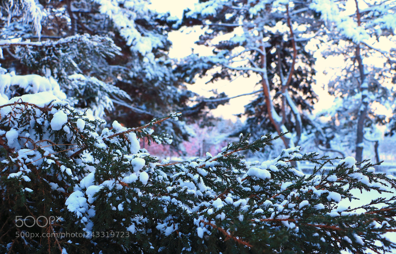 Canon EOS 760D (EOS Rebel T6s / EOS 8000D) sample photo. Cc snow photography