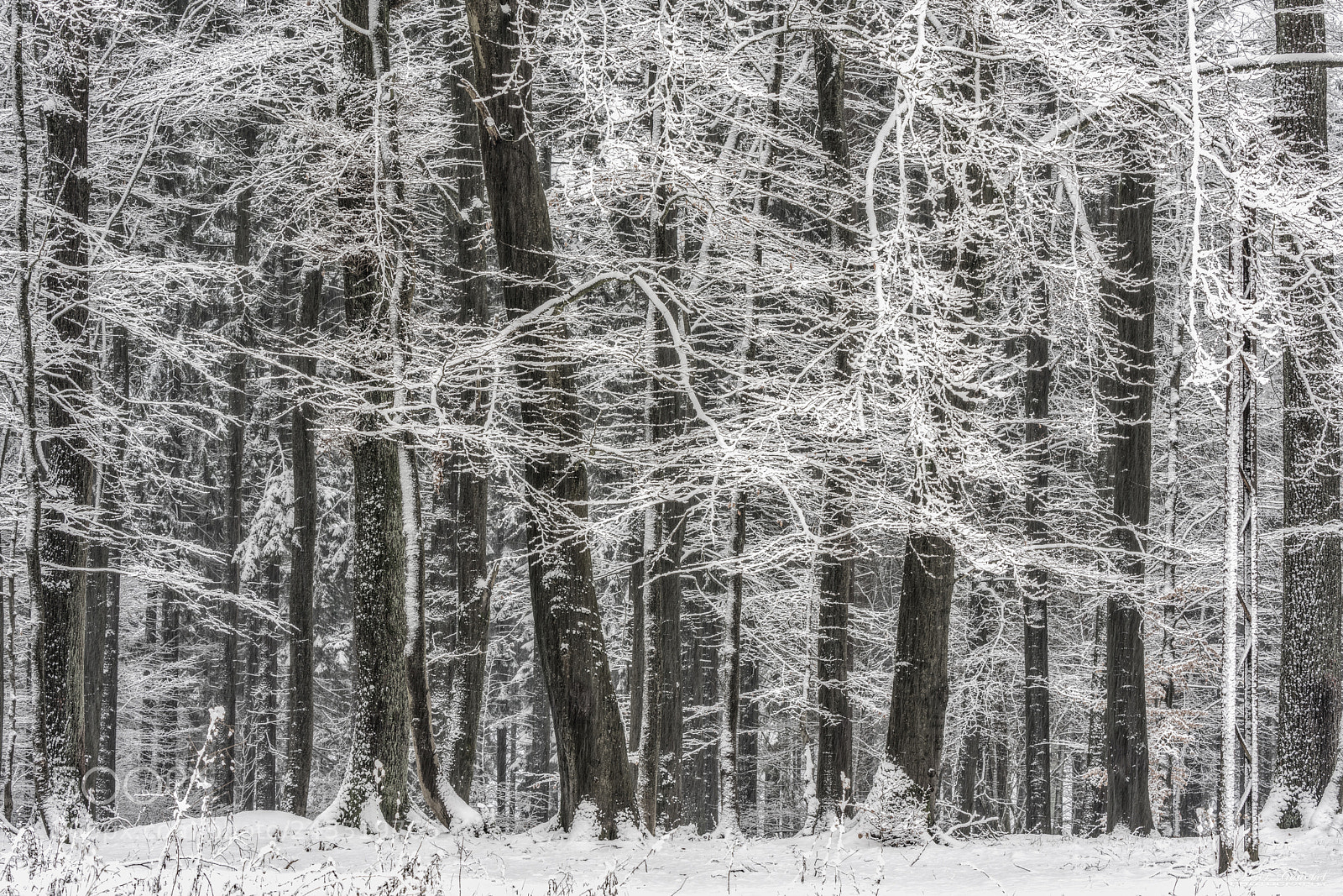 Sony a7R III sample photo. Winter_2 photography