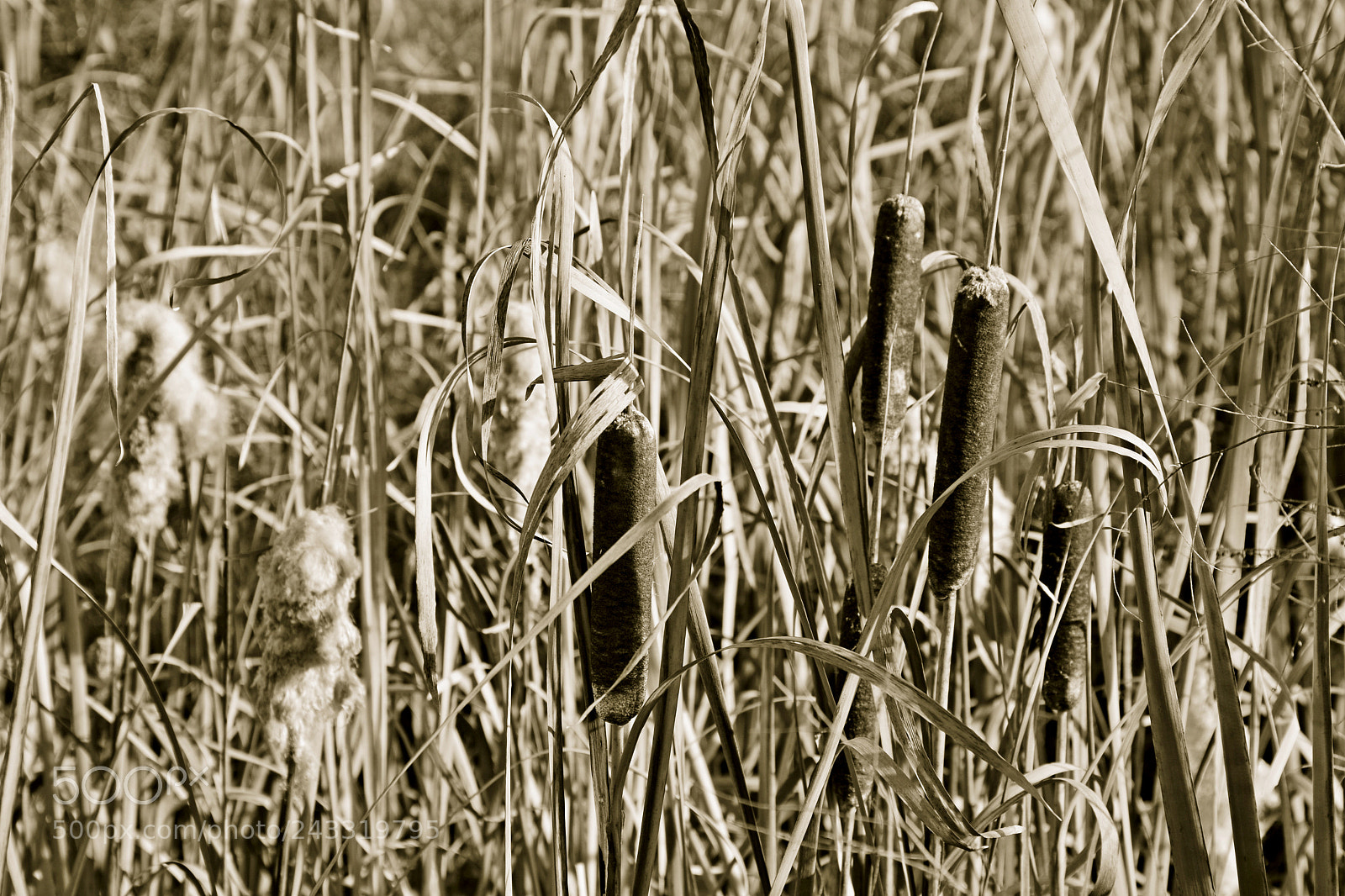 Nikon D7100 sample photo. Autumn cattails photography