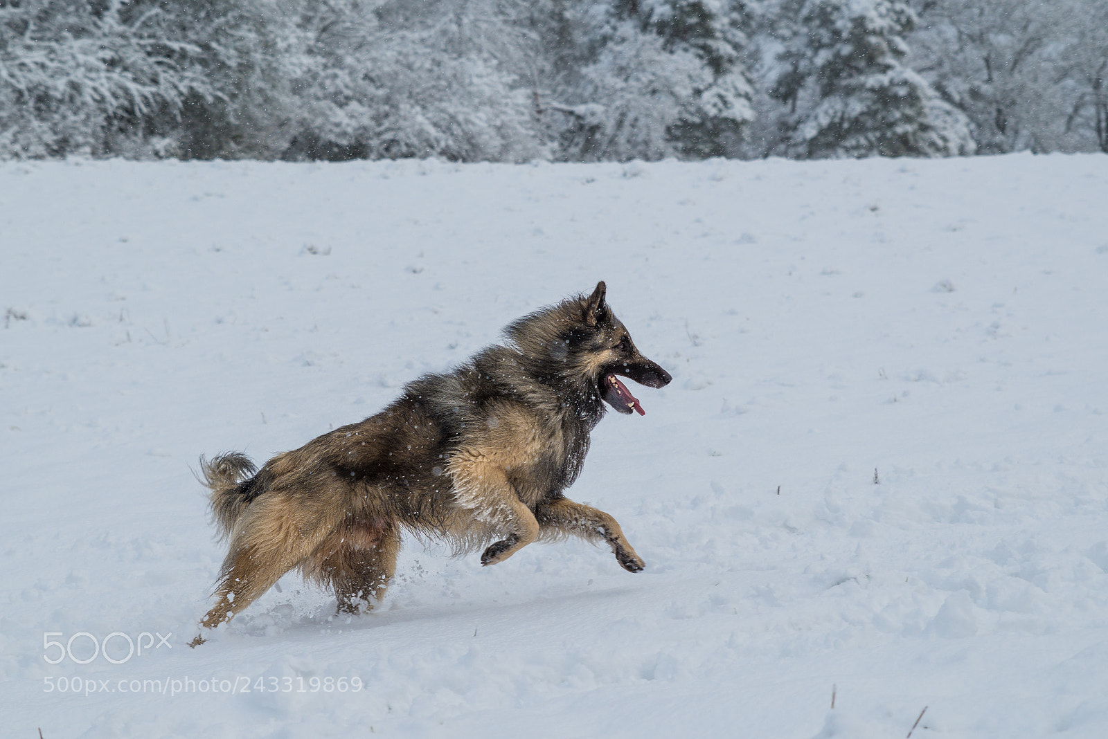 Pentax K-1 sample photo. Oscar in action photography