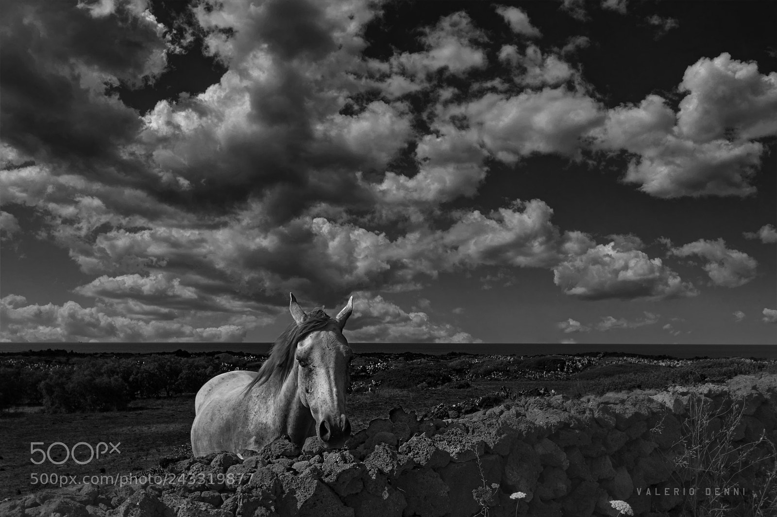 Nikon D3400 sample photo. White horse photography