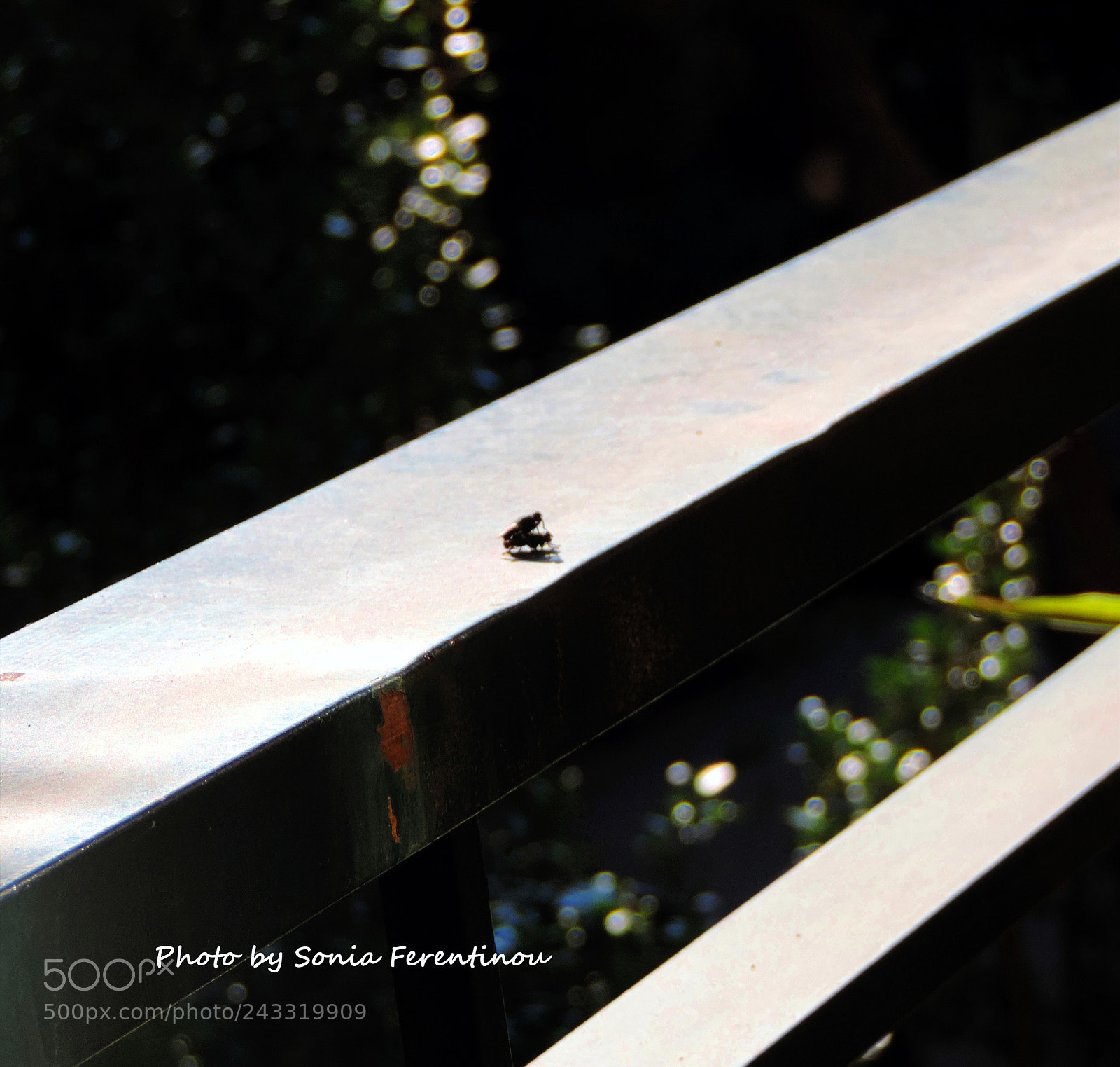 Nikon Coolpix P520 sample photo. Mating... photography