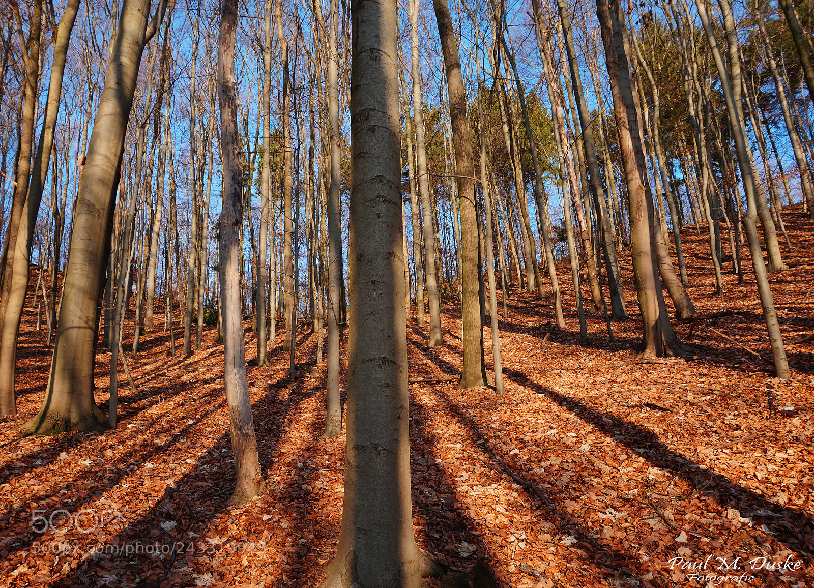 Sony Alpha NEX-3N sample photo. Wald in der mittagssonne photography
