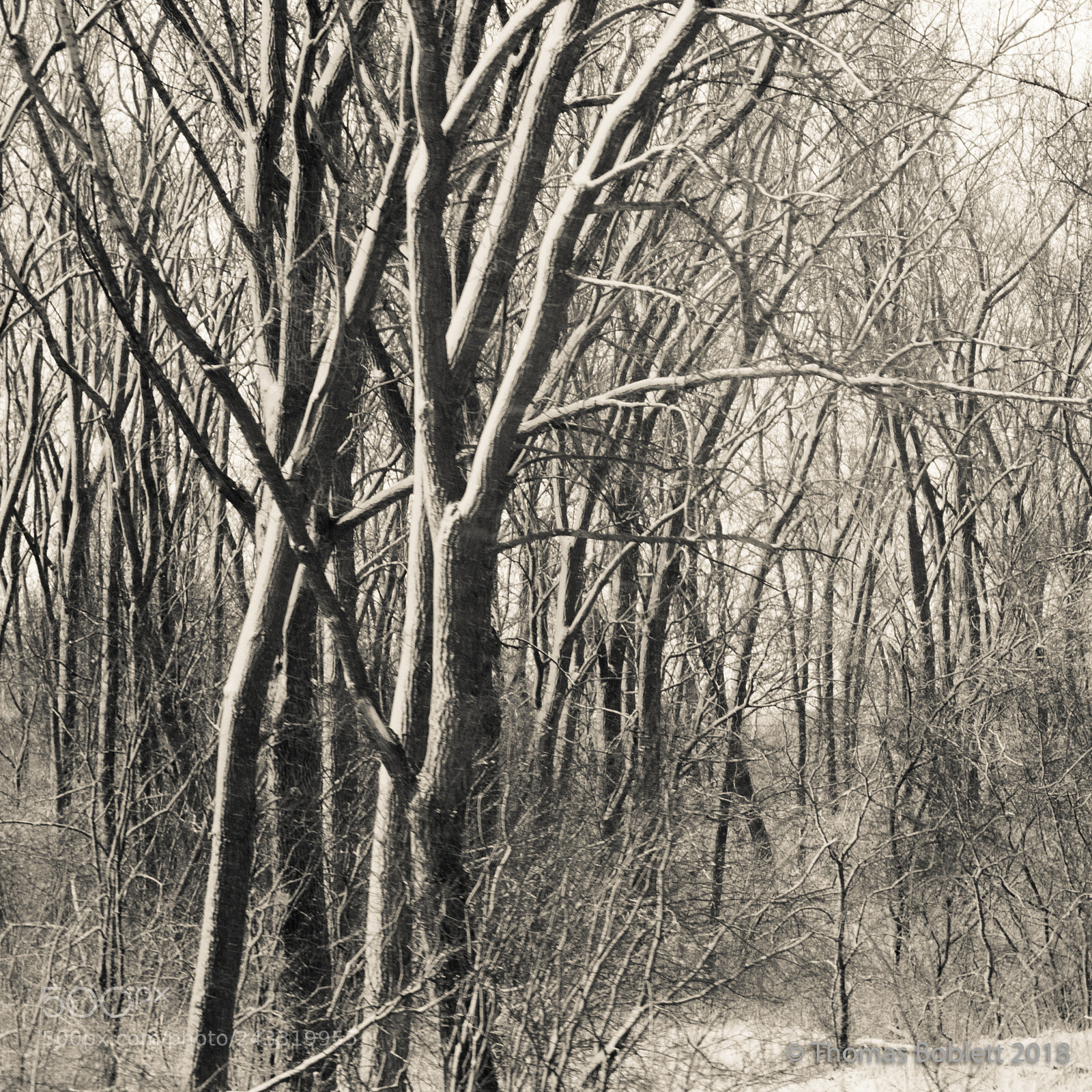 Canon PowerShot G16 sample photo. Winter trees photography