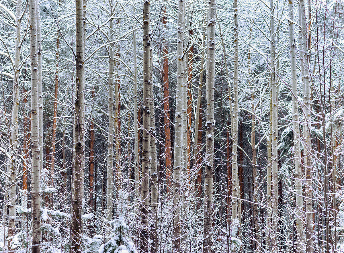 Nikon D800 sample photo. Frost photography