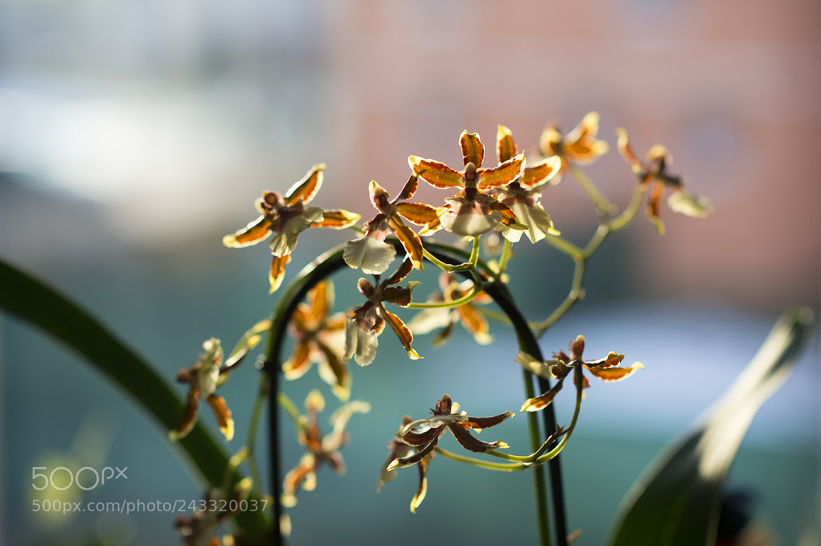 Nikon Df sample photo. Orchid photography