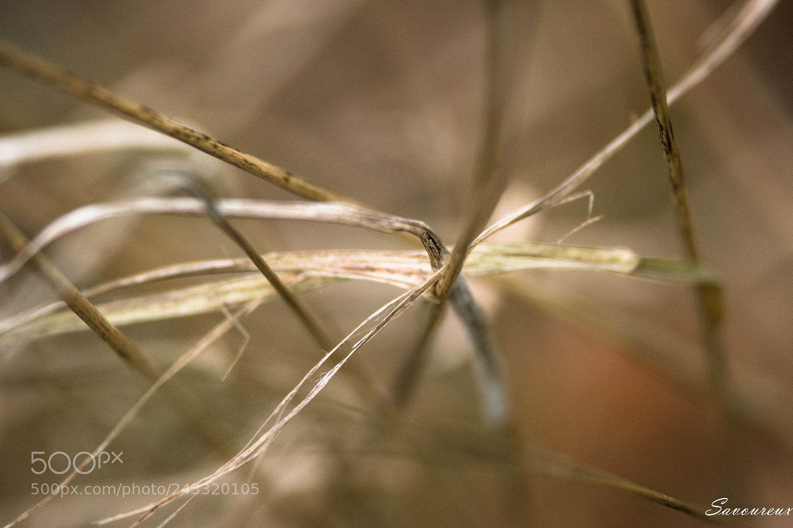 Nikon D5500 sample photo. Herbes séches photography