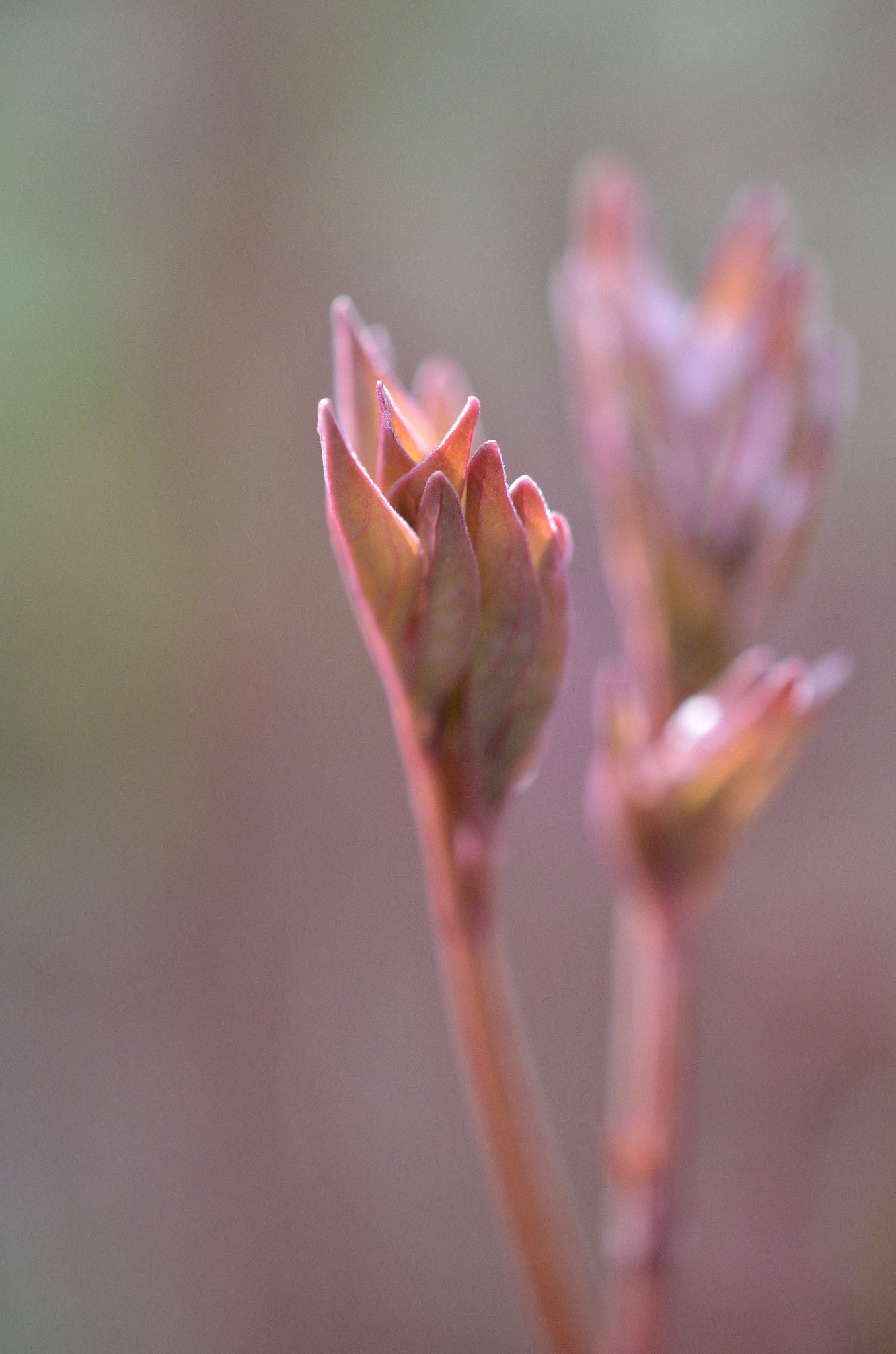 Nikon AF-S DX Micro-Nikkor 85mm F3.5G ED VR sample photo. Catch the sun photography