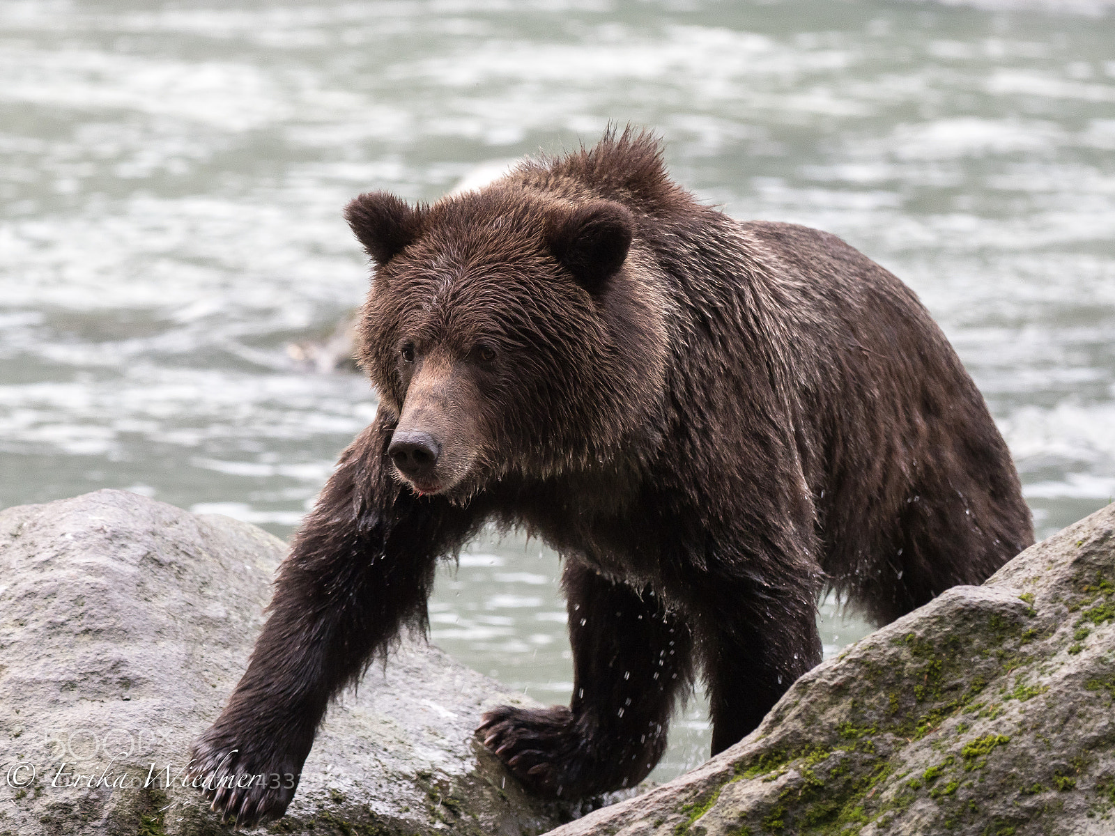 Olympus OM-D E-M1 Mark II sample photo. Grizzly unterwegs! photography