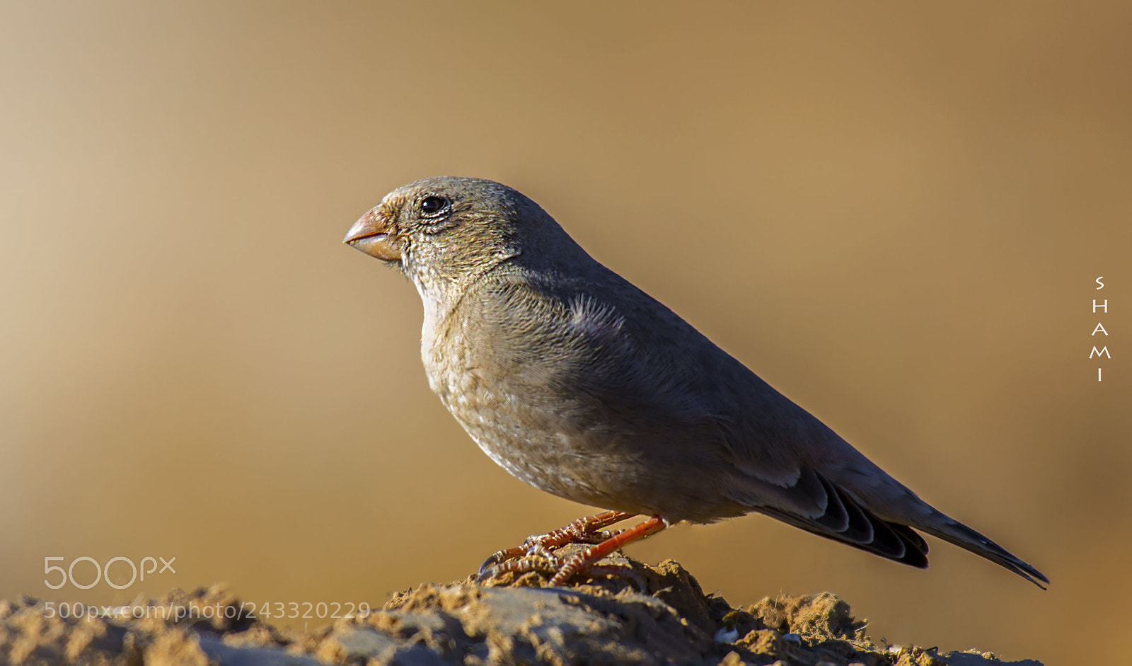 Nikon D800E sample photo. Trumpeter finch photography
