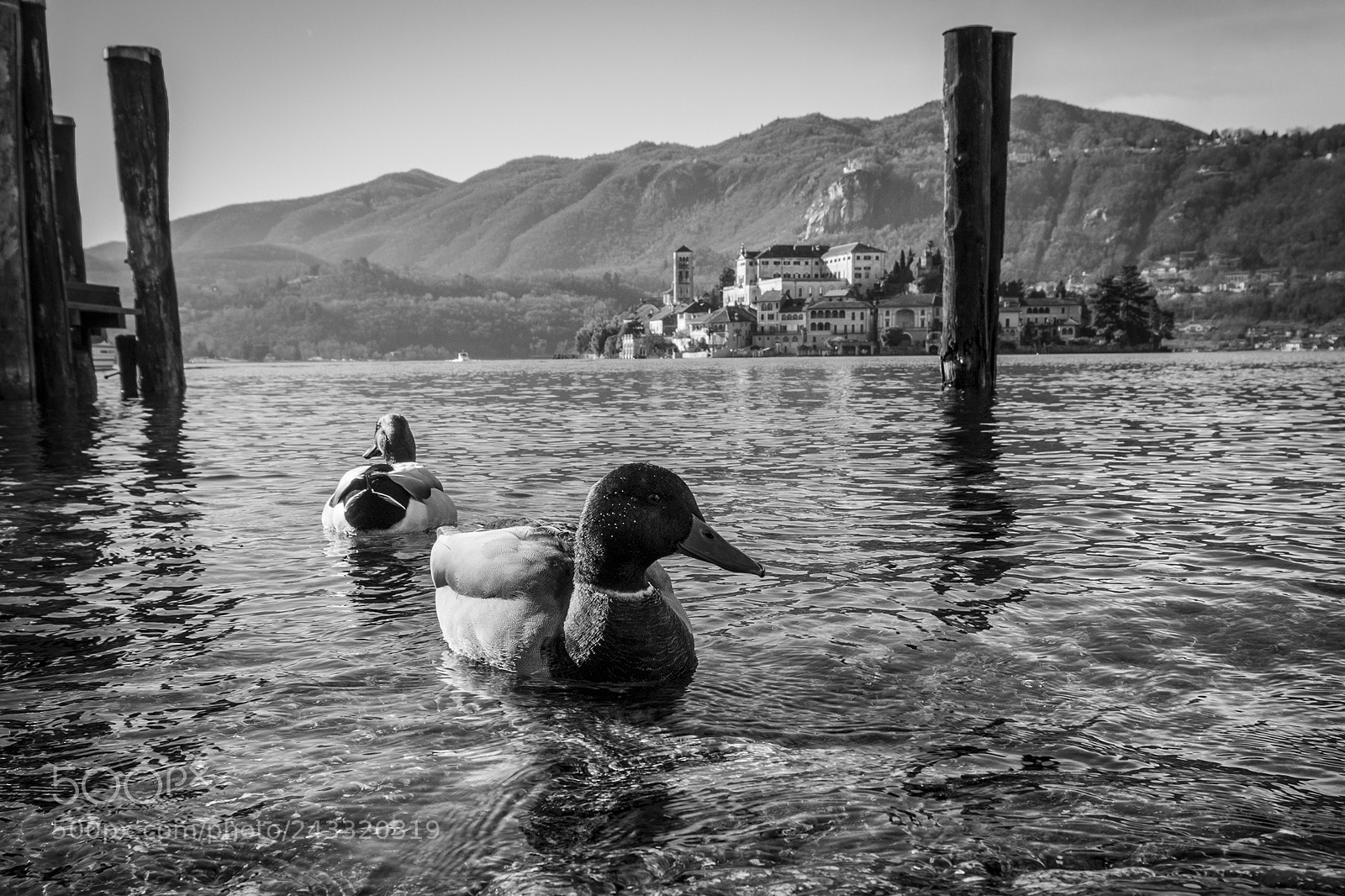 Nikon D7200 sample photo. The duck and the photography