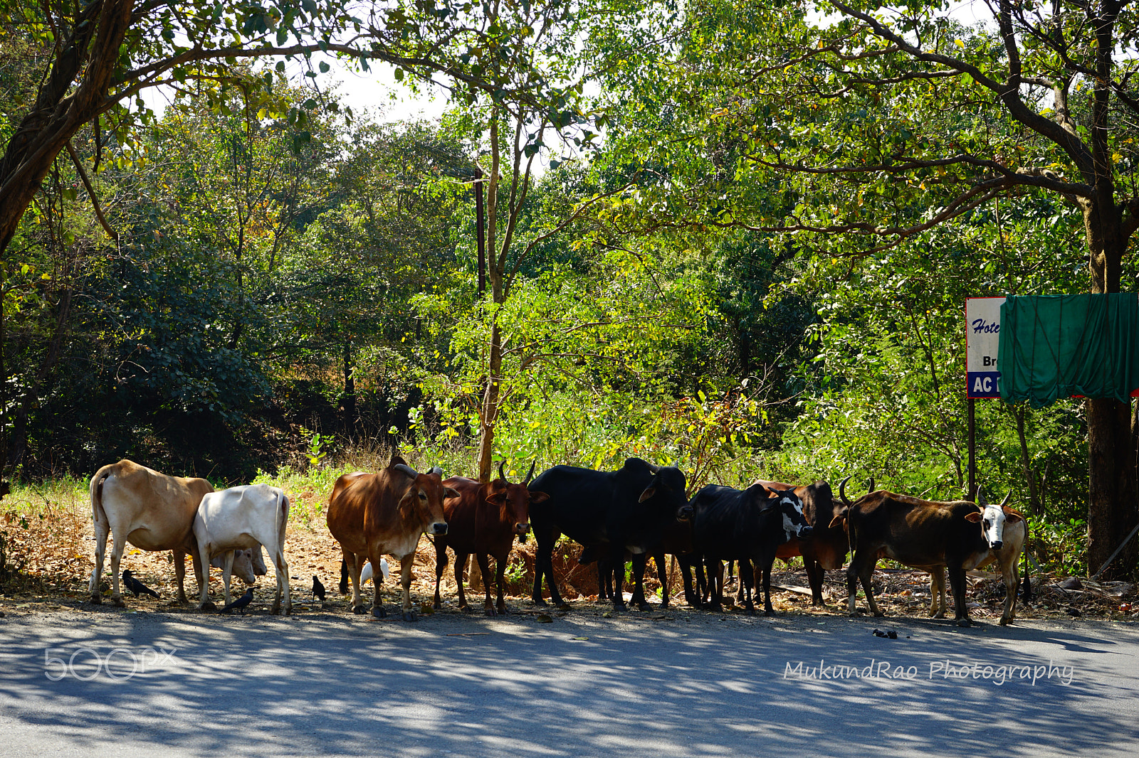 Sony FE 28-70mm F3.5-5.6 OSS sample photo. Following traffic rules photography