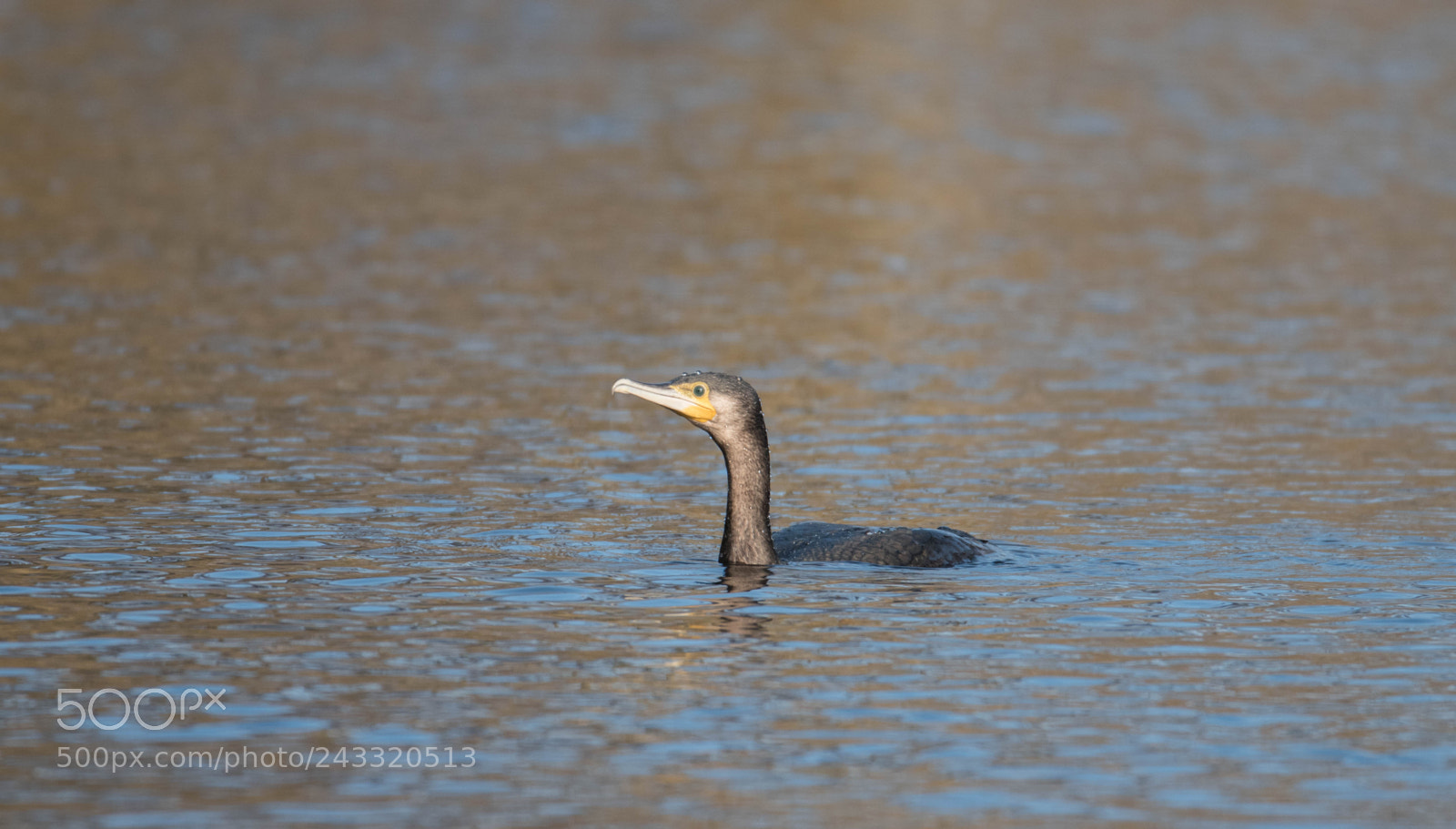 Nikon D5500 sample photo. Cormorant photography