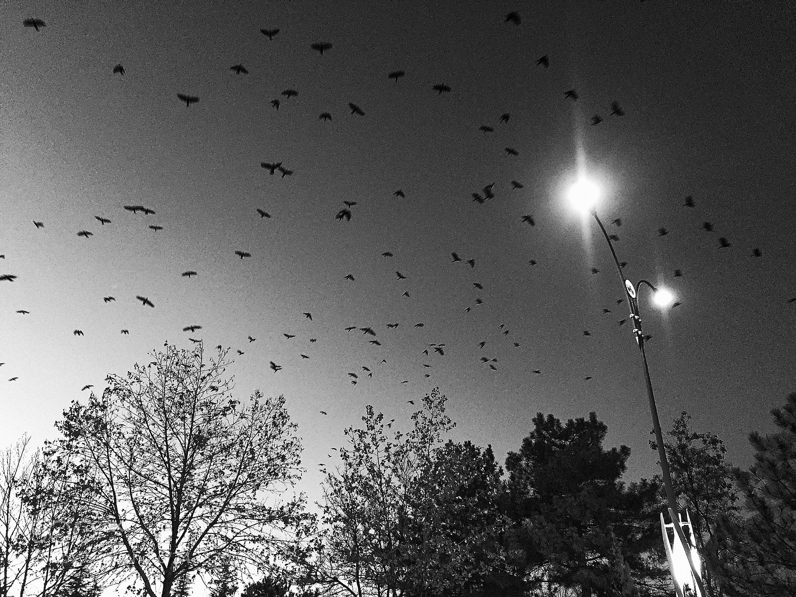 Apple iPhone 6 sample photo. Untitled photography