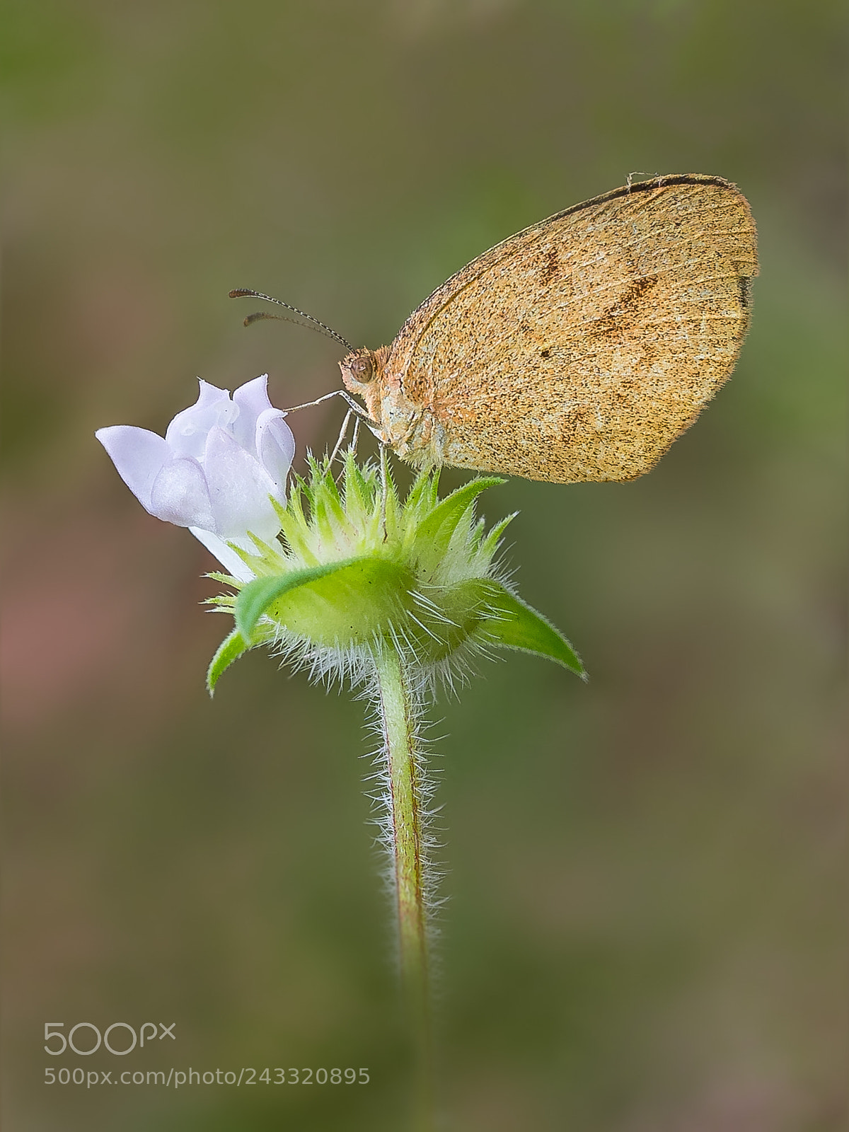 Olympus OM-D E-M1 sample photo. Butterfly photography