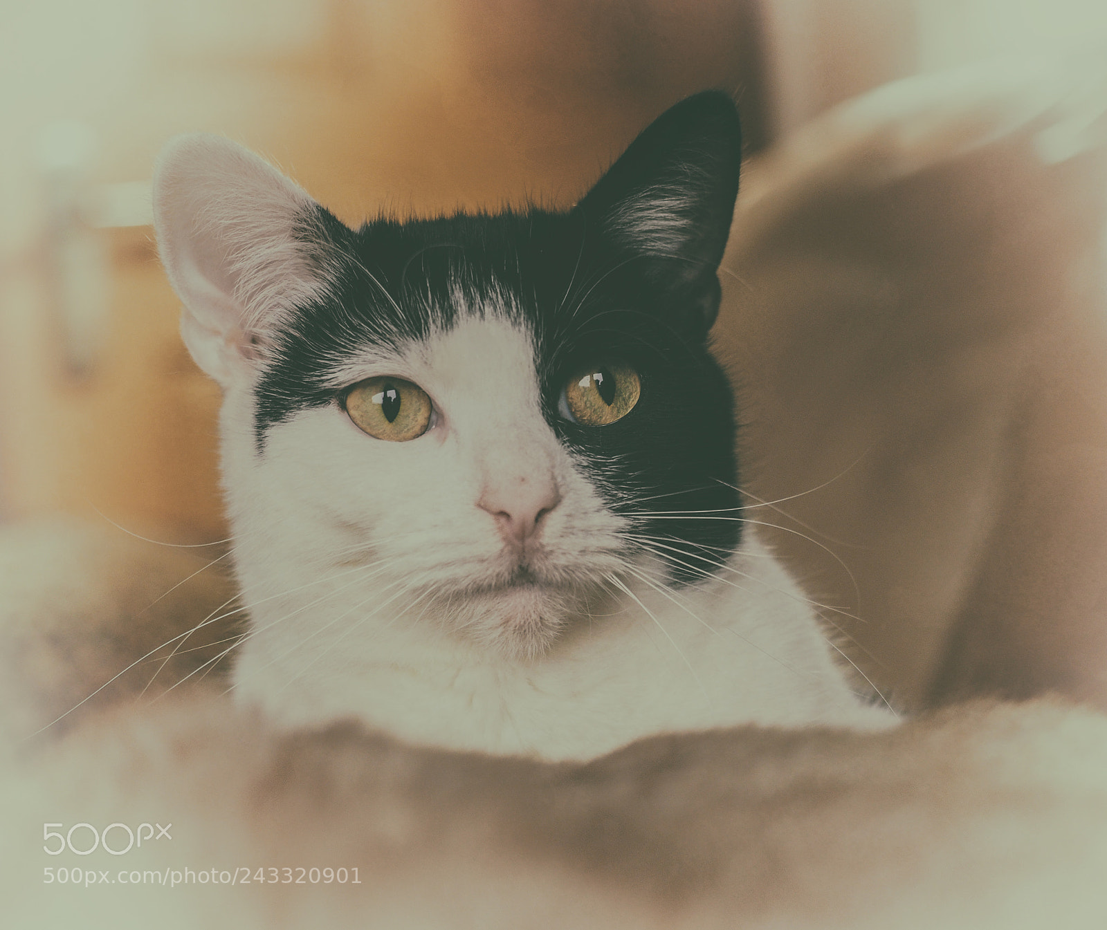 Olympus OM-D E-M1 sample photo. Whiskers photography
