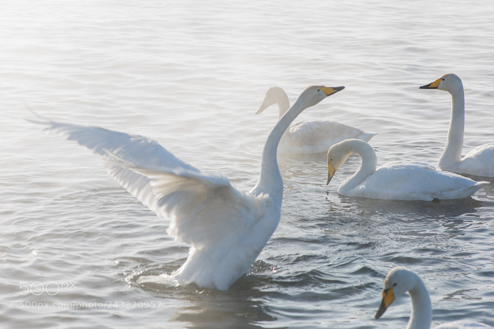 Nikon D810 sample photo. Beautiful white whooping swans photography