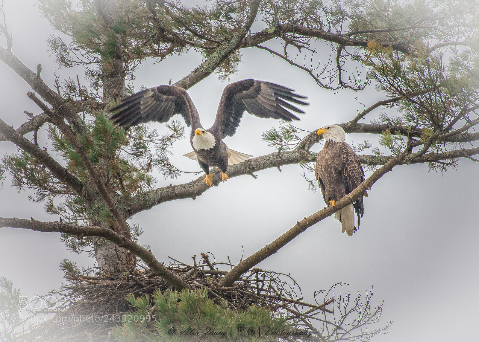 Nikon D500 sample photo. Bald eagle photography