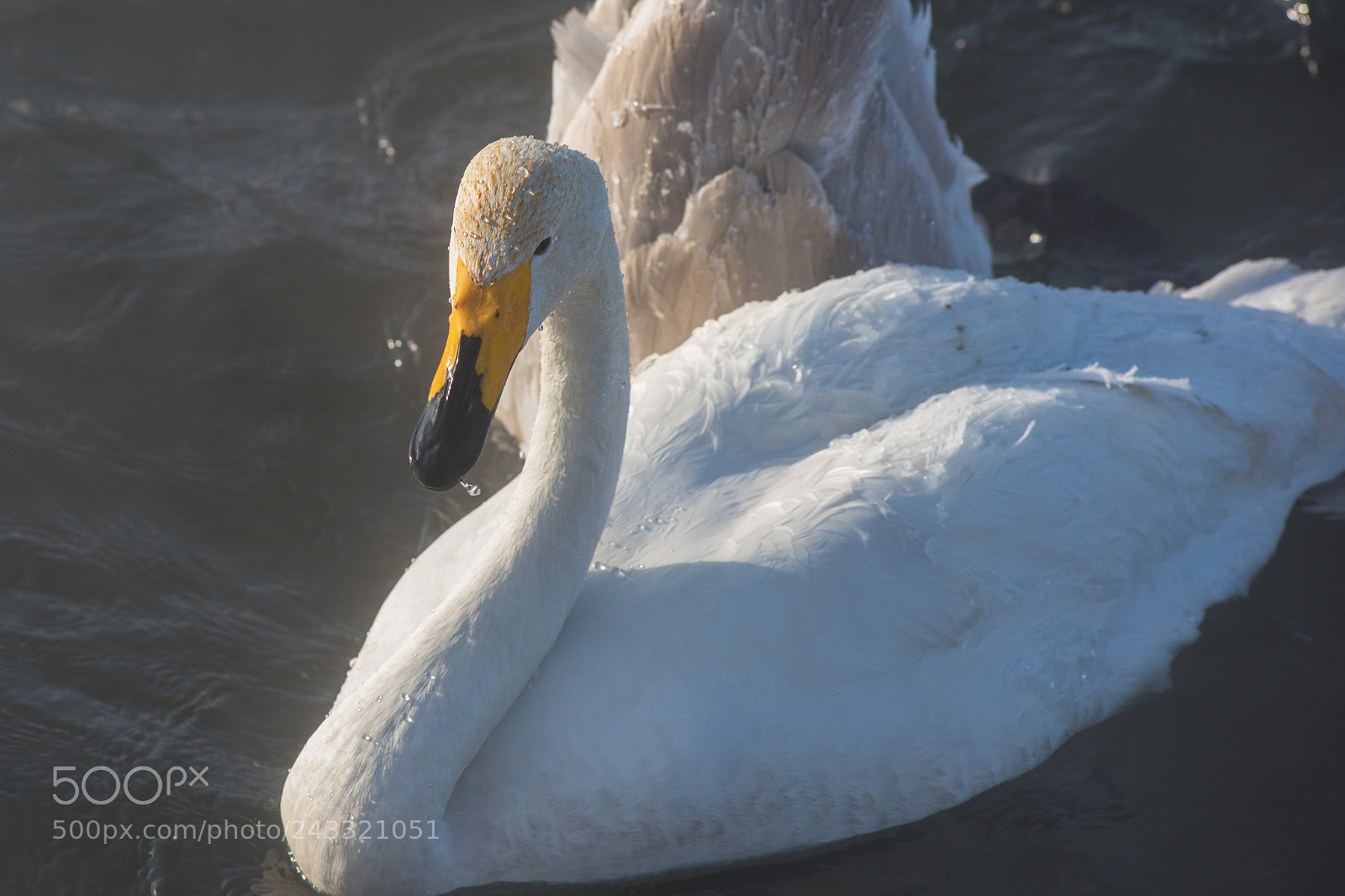 Nikon D810 sample photo. Beautiful white whooping swans photography
