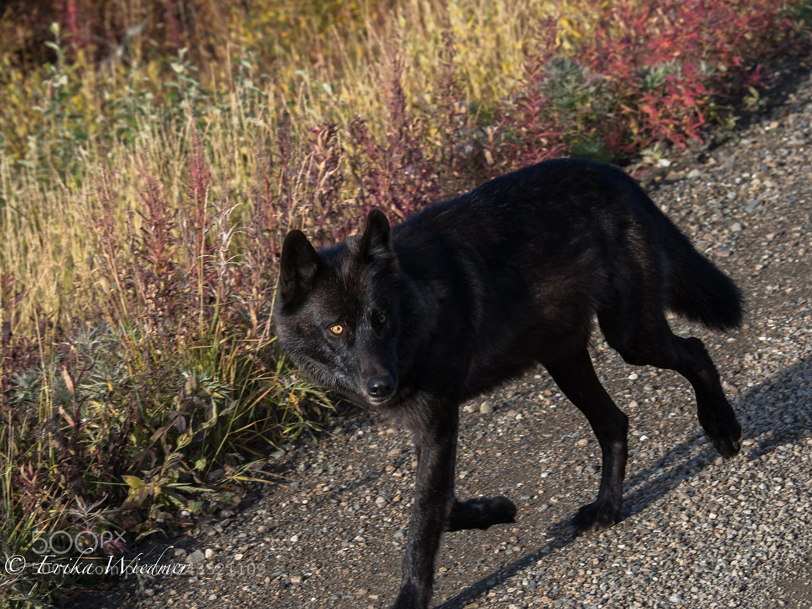 Olympus OM-D E-M1 Mark II sample photo. Black wolf !!!! photography