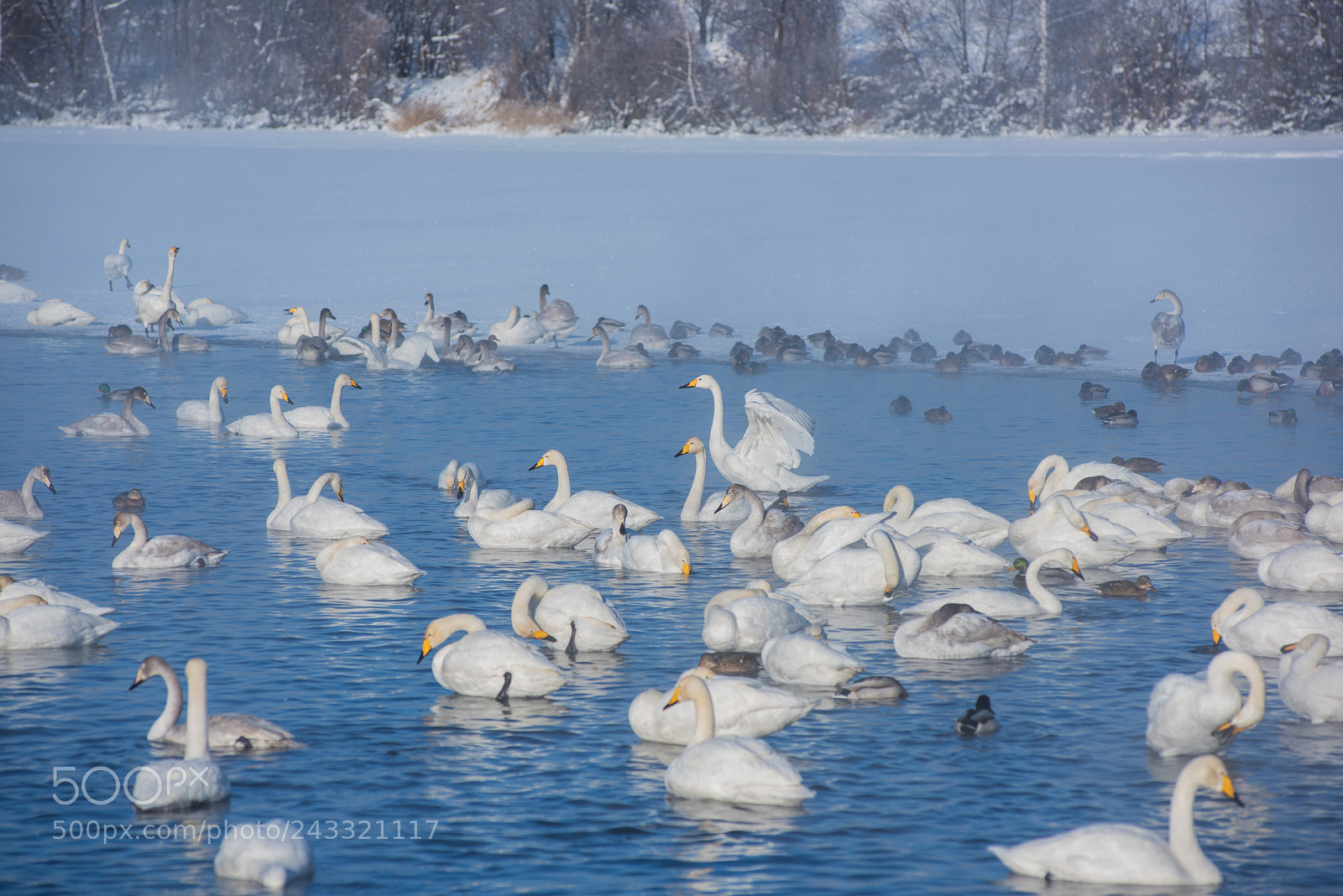 Nikon D810 sample photo. Beautiful white whooping swans photography