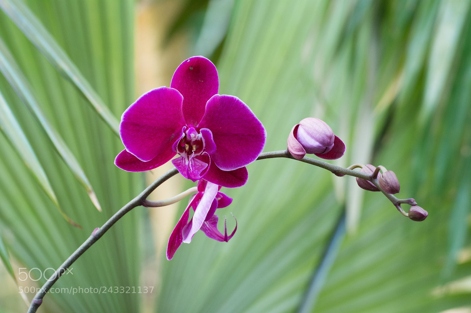 Nikon D7100 sample photo. Orchid photography