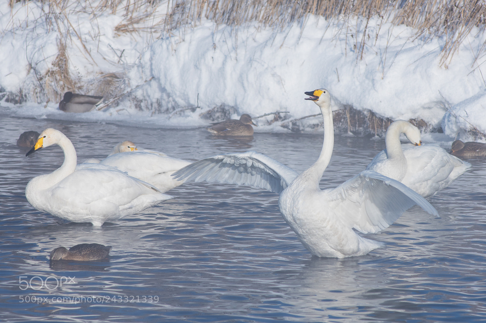 Nikon D810 sample photo. Beautiful white whooping swans photography