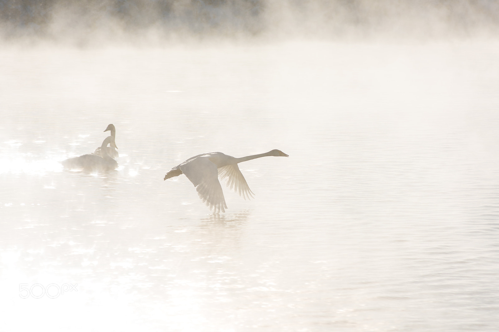 Nikon D810 sample photo. Beautiful white whooping swans photography