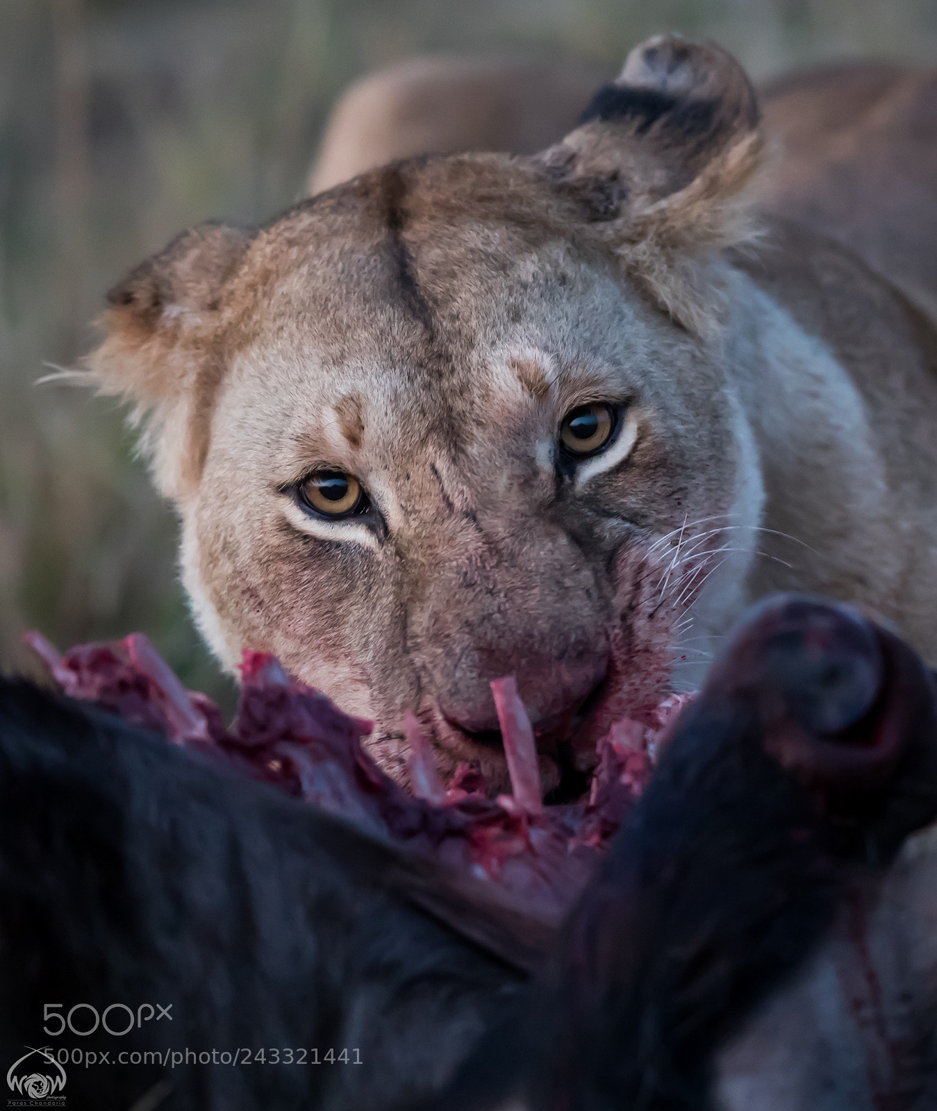 Canon EOS-1D X Mark II sample photo. Blood thirsty!! photography